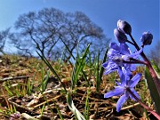 61 Scilla silvestre (Scilla bifolia) ai Tre Faggi